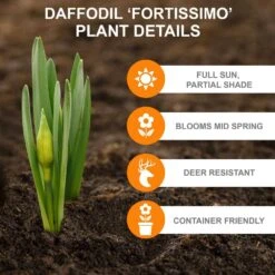 16/18cm, Fortissimo Large Cupped Daffodil Flower Bulbs (Bag Of 100) 11 16/18cm, Fortissimo Large Cupped Daffodil Flower Bulbs (Bag Of 100) -Garden State Bulb garden state bulb flower bulbs ecf 110 100 04 c3 1000