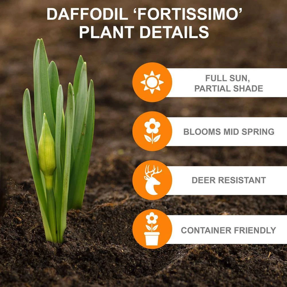 16/18cm, Fortissimo Large Cupped Daffodil Flower Bulbs (Bag Of 100) 4 16/18cm, Fortissimo Large Cupped Daffodil Flower Bulbs (Bag Of 100) - Image 2