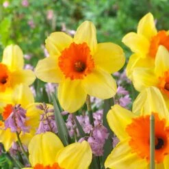 16/18 Cm, Fortissimo Large Cupped Daffodil Flower Bulbs (Bag Of 25) -Garden State Bulb garden state bulb flower bulbs ecf 110 25 01 31 1000