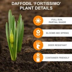 16/18 Cm, Fortissimo Large Cupped Daffodil Flower Bulbs (Bag Of 25) -Garden State Bulb garden state bulb flower bulbs ecf 110 25 01 c3 1000
