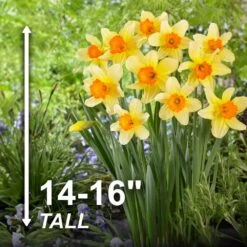 16/18cm, Fortissimo Large Cupped Daffodil Flower Bulbs (Bag Of 250) -Garden State Bulb garden state bulb flower bulbs ecf 110 250 10 4f 1000
