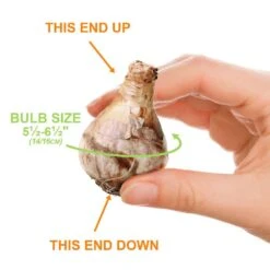 16/18cm, Ice Follies Large Cupped Daffodil Flower Bulbs (Bag Of 25) -Garden State Bulb garden state bulb flower bulbs ecf 111 25 01 1f 1000