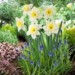 16/18cm, Ice Follies Large Cupped Daffodil Flower Bulbs (Bag Of 25) -Garden State Bulb garden state bulb flower bulbs ecf 111 25 01 31 1000