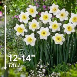 16/18cm, Ice Follies Large Cupped Daffodil Flower Bulbs (Bag Of 50) -Garden State Bulb garden state bulb flower bulbs ecf 111 50 02 4f 1000