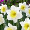 16/18cm, Ice Follies Large Cupped Daffodil Flower Bulbs (Bag Of 50) -Garden State Bulb garden state bulb flower bulbs ecf 111 50 02 64 1000