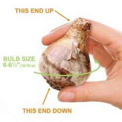 16/18cm, Pink Charm Large Cupped Daffodil Flower Bulbs (Bag Of 100) -Garden State Bulb garden state bulb flower bulbs ecf 112 100 04 1f 1000