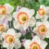 16/18cm, Pink Charm Large Cupped Daffodil Flower Bulbs (Bag Of 250) -Garden State Bulb garden state bulb flower bulbs ecf 112 250 10 64 1000