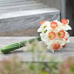 16/18cm, Pink Charm Large Cupped Daffodil Flower Bulbs (Bag Of 50) 17 16/18cm, Pink Charm Large Cupped Daffodil Flower Bulbs (Bag Of 50) -Garden State Bulb garden state bulb flower bulbs ecf 112 50 02 31 1000