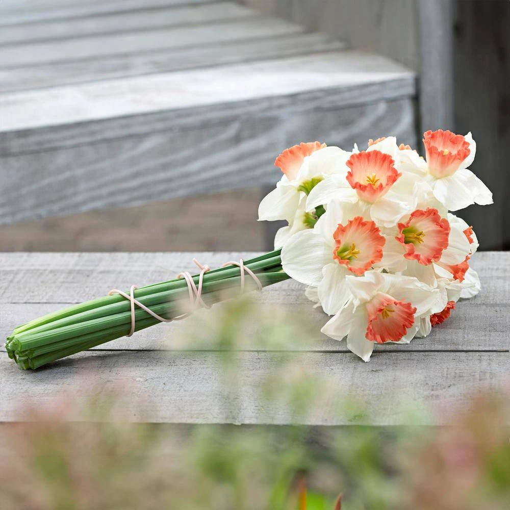 16/18cm, Pink Charm Large Cupped Daffodil Flower Bulbs (Bag Of 50) 10 16/18cm, Pink Charm Large Cupped Daffodil Flower Bulbs (Bag Of 50) - Image 8