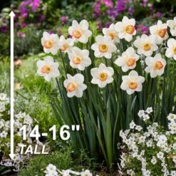 16/18cm, Pink Charm Large Cupped Daffodil Flower Bulbs (Bag Of 50) 12 16/18cm, Pink Charm Large Cupped Daffodil Flower Bulbs (Bag Of 50) -Garden State Bulb garden state bulb flower bulbs ecf 112 50 02 4f 1000
