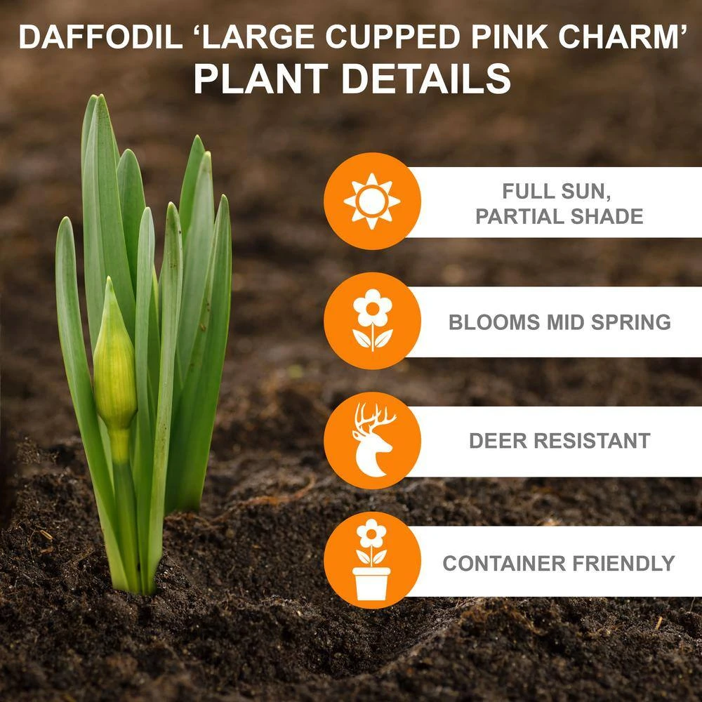 16/18cm, Pink Charm Large Cupped Daffodil Flower Bulbs (Bag Of 50) 4 16/18cm, Pink Charm Large Cupped Daffodil Flower Bulbs (Bag Of 50) - Image 2