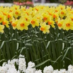 16/18cm, Red Ranger Large Cupped Daffodil Flower Bulbs (Bag Of 100) -Garden State Bulb garden state bulb flower bulbs ecf 113 100 04 31 1000