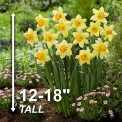 16/18cm, Red Ranger Large Cupped Daffodil Flower Bulbs (Bag Of 100) -Garden State Bulb garden state bulb flower bulbs ecf 113 100 04 4f 1000