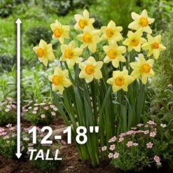16/18cm, Red Ranger Large Cupped Daffodil Flower Bulbs (Bag Of 25) -Garden State Bulb garden state bulb flower bulbs ecf 113 25 01 4f 1000