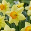 16/18cm, Red Ranger Large Cupped Daffodil Flower Bulbs (Bag Of 25)