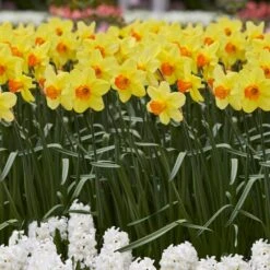 16/18cm, Red Ranger Large Cupped Daffodil Flower Bulbs (Bag Of 250) 17 16/18cm, Red Ranger Large Cupped Daffodil Flower Bulbs (Bag Of 250) -Garden State Bulb garden state bulb flower bulbs ecf 113 250 10 31 1000