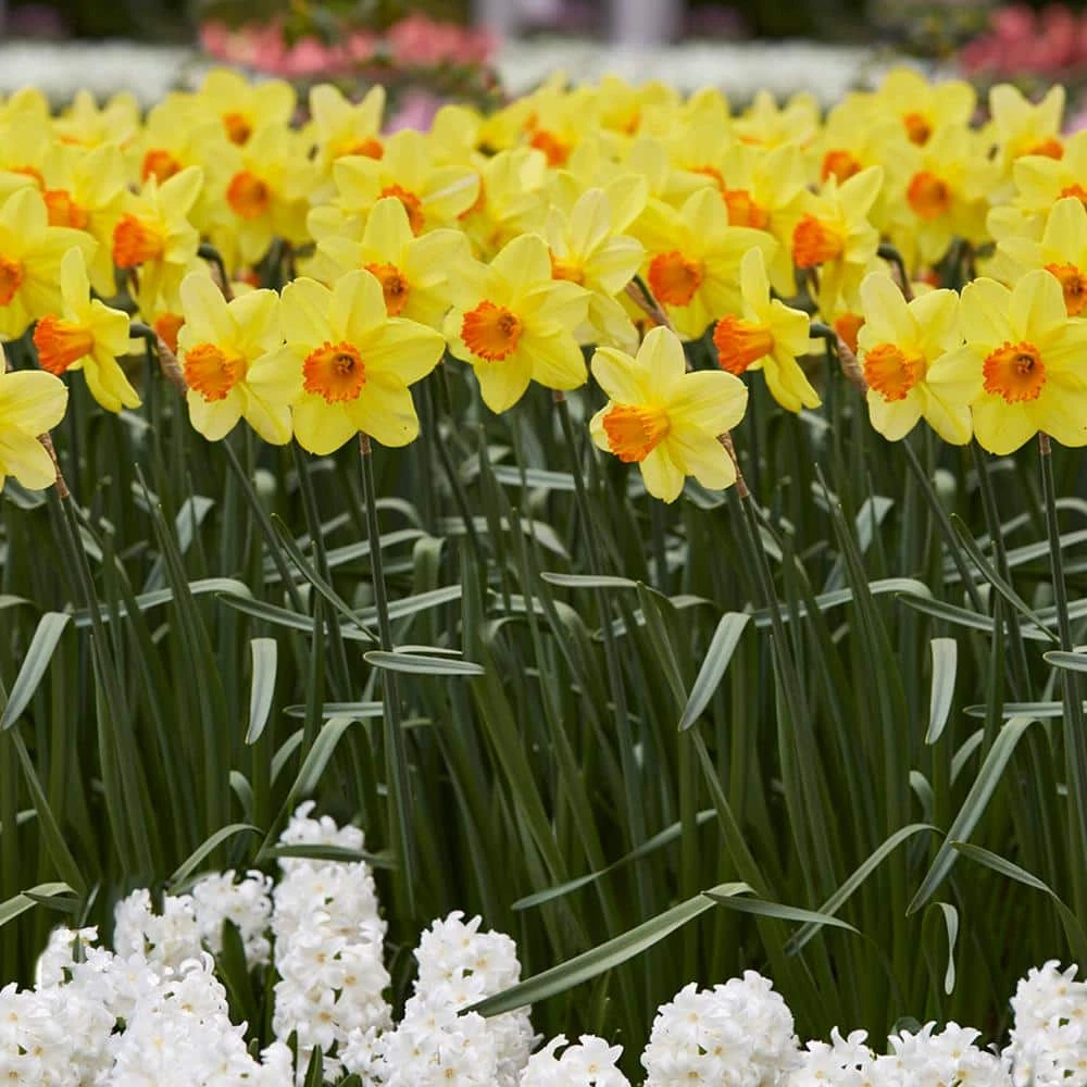 16/18cm, Red Ranger Large Cupped Daffodil Flower Bulbs (Bag Of 250) 10 16/18cm, Red Ranger Large Cupped Daffodil Flower Bulbs (Bag Of 250) - Image 8