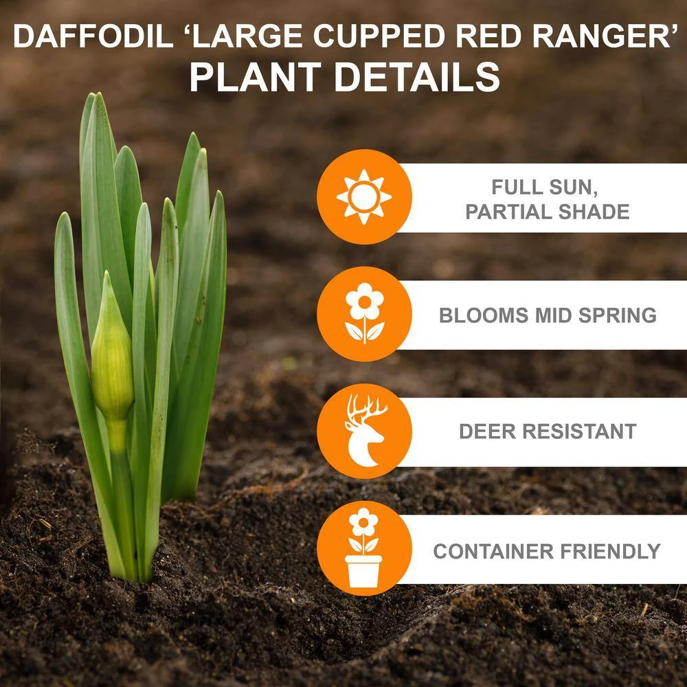 16/18cm, Red Ranger Large Cupped Daffodil Flower Bulbs (Bag Of 250) 4 16/18cm, Red Ranger Large Cupped Daffodil Flower Bulbs (Bag Of 250) - Image 2