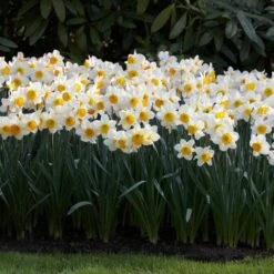 16/18cm, Sempre Avanti Large Cupped Daffodil Flower Bulbs (Bag Of 100) -Garden State Bulb garden state bulb flower bulbs ecf 114 100 04 31 1000
