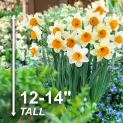 16/18cm, Sempre Avanti Large Cupped Daffodil Flower Bulbs (Bag Of 100) -Garden State Bulb garden state bulb flower bulbs ecf 114 100 04 4f 1000