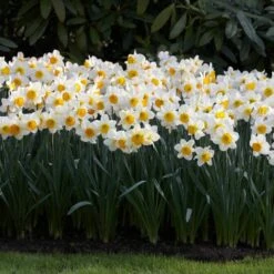 16/18cm, Sempre Avanti Large Cupped Daffodil Flower Bulbs (Bag Of 25) -Garden State Bulb garden state bulb flower bulbs ecf 114 25 01 31 1000