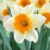 16/18cm, Sempre Avanti Large Cupped Daffodil Flower Bulbs (Bag Of 25) 2 16/18cm, Sempre Avanti Large Cupped Daffodil Flower Bulbs (Bag Of 25) -Garden State Bulb garden state bulb flower bulbs ecf 114 25 01 64 1000