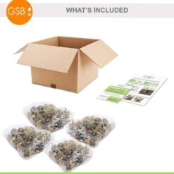 16/18cm Narcissus Tazetta Cornish Dawn Daffodil Flower Bulbs (Bag Of 100) -Garden State Bulb garden state bulb flower bulbs ecf 115 100 04 76 1000