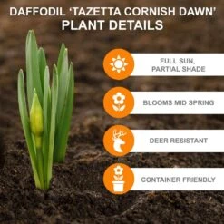16/18cm Narcissus Tazetta Cornish Dawn Daffodil Flower Bulbs (Bag Of 100) -Garden State Bulb garden state bulb flower bulbs ecf 115 100 04 c3 1000