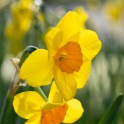 16/18 Cm, Cornish Dawn Tazetta Daffodil Flower Bulbs (Bag Of 25)