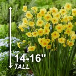 16/18cm, Cornish Dawn Tazetta Daffodil Flower Bulbs (Bag Of 250) -Garden State Bulb garden state bulb flower bulbs ecf 115 250 10 4f 1000