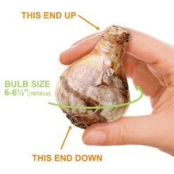 16/18 Cm, Geranium Tazetta Daffodil Flower Bulbs (Bag Of 100) -Garden State Bulb garden state bulb flower bulbs ecf 116 100 04 1f 1000