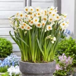 16/18 Cm, Geranium Tazetta Daffodil Flower Bulbs (Bag Of 100) -Garden State Bulb garden state bulb flower bulbs ecf 116 100 04 31 1000