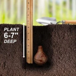 16/18 Cm, Geranium Tazetta Daffodil Flower Bulbs (Bag Of 25) -Garden State Bulb garden state bulb flower bulbs ecf 116 25 01 44 1000