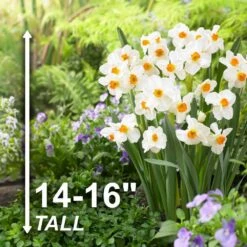 16/18 Cm, Geranium Tazetta Daffodil Flower Bulbs (Bag Of 250) -Garden State Bulb garden state bulb flower bulbs ecf 116 250 10 4f 1000