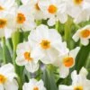 16/18 Cm, Geranium Tazetta Daffodil Flower Bulbs (Bag Of 50) -Garden State Bulb garden state bulb flower bulbs ecf 116 50 02 64 1000