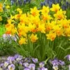 12/14 Cm, Jetfire Mix Cyclamineus Daffodil Flower Bulbs (Bag Of 100) -Garden State Bulb garden state bulb flower bulbs ecf 117 100 04 64 1000
