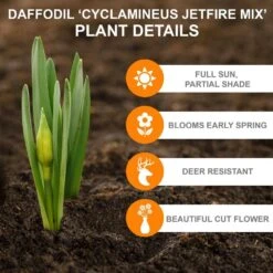 12/14 Cm, Jetfire Mix Cyclamineus Daffodil Flower Bulbs (Bag Of 100) 11 12/14 Cm, Jetfire Mix Cyclamineus Daffodil Flower Bulbs (Bag Of 100) -Garden State Bulb garden state bulb flower bulbs ecf 117 100 04 c3 1000