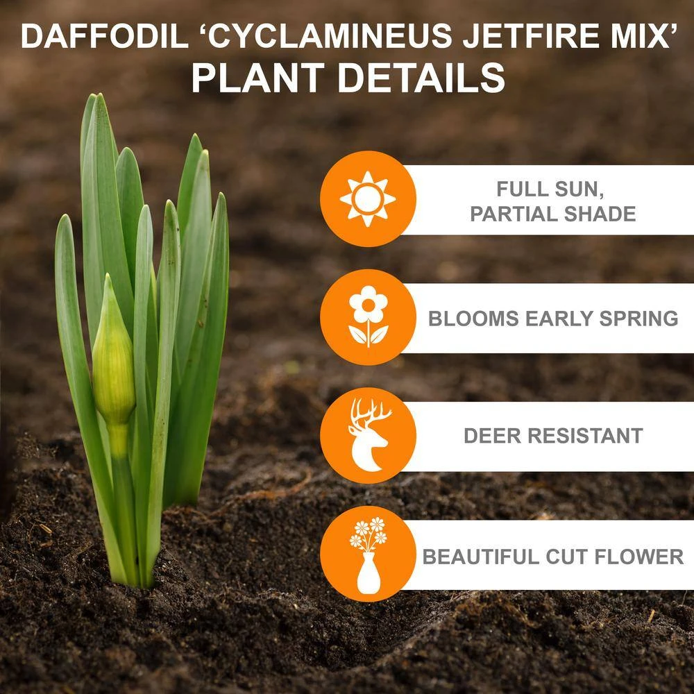 12/14 Cm, Jetfire Mix Cyclamineus Daffodil Flower Bulbs (Bag Of 100) 4 12/14 Cm, Jetfire Mix Cyclamineus Daffodil Flower Bulbs (Bag Of 100) - Image 2