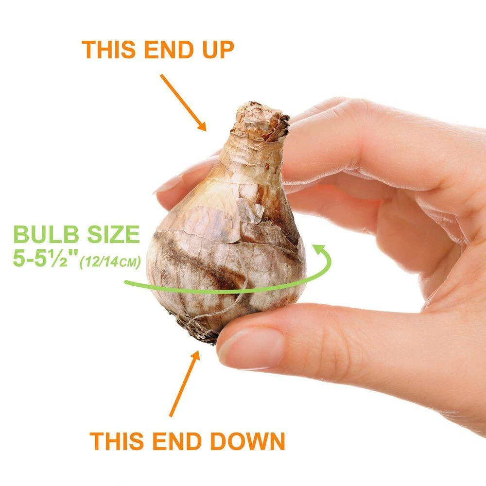 12/14 Cm, Jetfire Cyclamineus Mix Daffodil Flower Bulbs (Bag Of 250) 6 12/14 Cm, Jetfire Cyclamineus Mix Daffodil Flower Bulbs (Bag Of 250) - Image 4