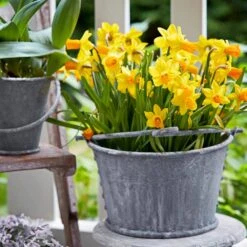 12/14 Cm, Jetfire Cyclamineus Mix Daffodil Flower Bulbs (Bag Of 250) 17 12/14 Cm, Jetfire Cyclamineus Mix Daffodil Flower Bulbs (Bag Of 250) -Garden State Bulb garden state bulb flower bulbs ecf 117 250 10 31 1000