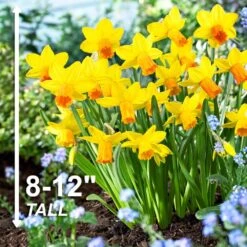 12/14 Cm, Jetfire Cyclamineus Mix Daffodil Flower Bulbs (Bag Of 250) 12 12/14 Cm, Jetfire Cyclamineus Mix Daffodil Flower Bulbs (Bag Of 250) -Garden State Bulb garden state bulb flower bulbs ecf 117 250 10 4f 1000