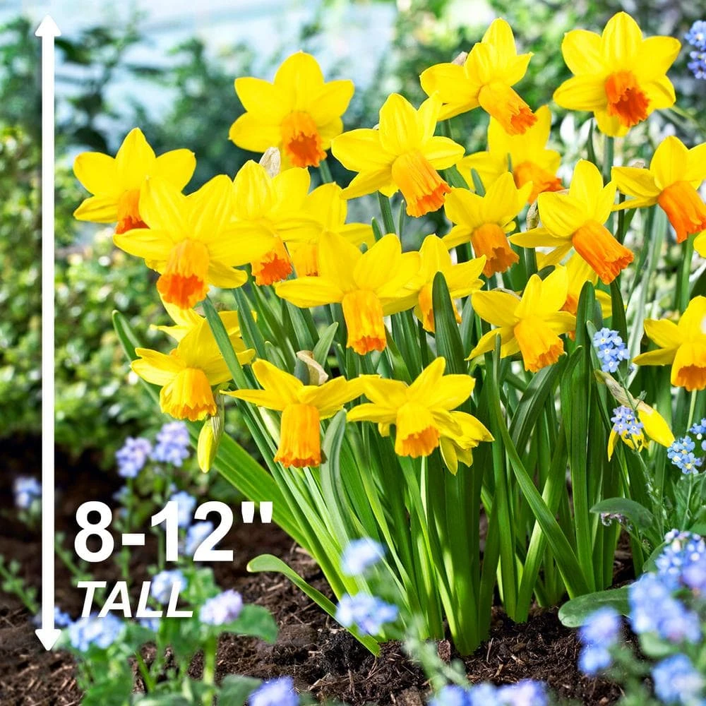 12/14 Cm, Jetfire Cyclamineus Mix Daffodil Flower Bulbs (Bag Of 250) 5 12/14 Cm, Jetfire Cyclamineus Mix Daffodil Flower Bulbs (Bag Of 250) - Image 3