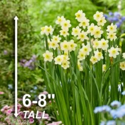 12/14 Cm, Minnow Tazetta Daffodil Flower Bulbs (Bag Of 25) -Garden State Bulb garden state bulb flower bulbs ecf 118 25 01 4f 1000