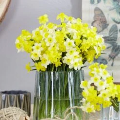 12/14 Cm, Minnow Tazetta Daffodil Flower Bulbs (Bag Of 250) 17 12/14 Cm, Minnow Tazetta Daffodil Flower Bulbs (Bag Of 250) -Garden State Bulb garden state bulb flower bulbs ecf 118 250 10 31 1000