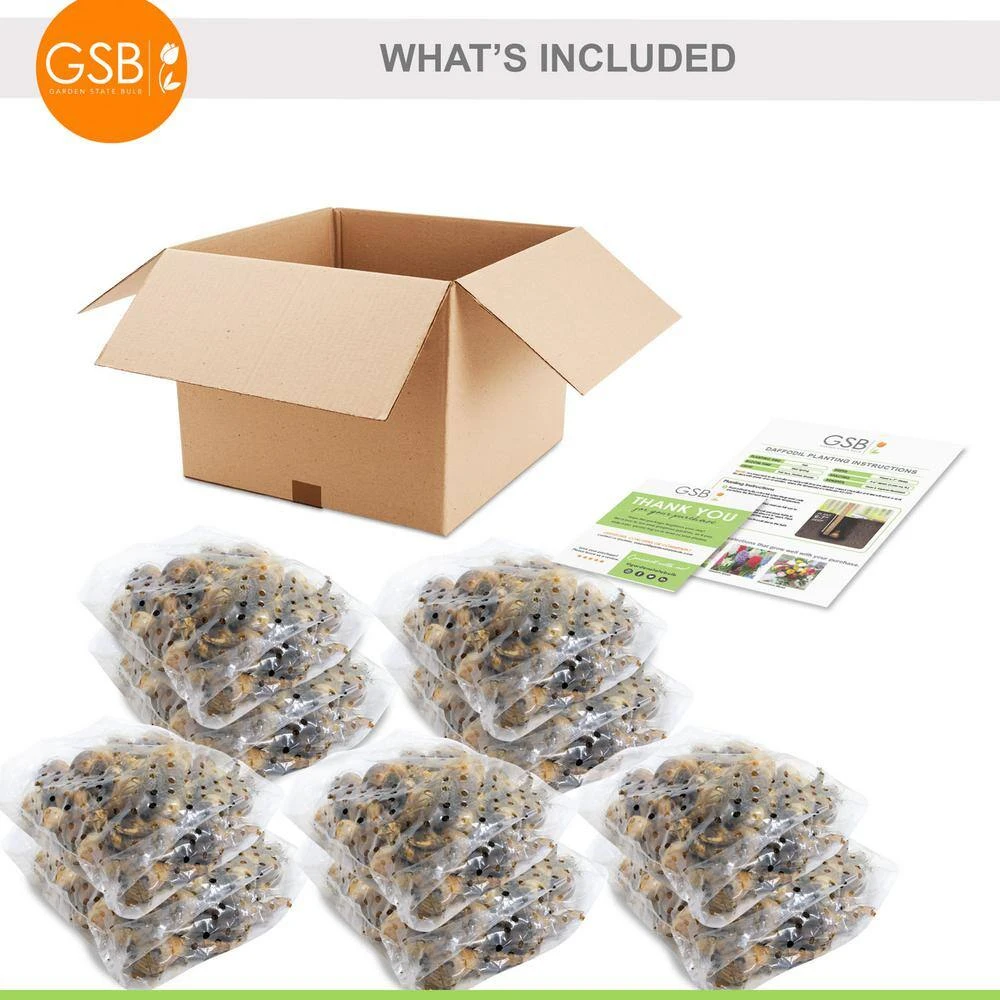 12/14 Cm, Minnow Tazetta Daffodil Flower Bulbs (Bag Of 250) 9 12/14 Cm, Minnow Tazetta Daffodil Flower Bulbs (Bag Of 250) - Image 7