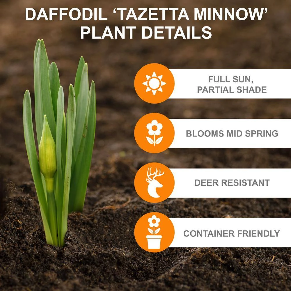 12/14 Cm, Minnow Tazetta Daffodil Flower Bulbs (Bag Of 250) 4 12/14 Cm, Minnow Tazetta Daffodil Flower Bulbs (Bag Of 250) - Image 2
