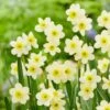 12/14 Cm, Minnow Tazetta Daffodil Flower Bulbs (Bag Of 50) 2 12/14 Cm, Minnow Tazetta Daffodil Flower Bulbs (Bag Of 50) -Garden State Bulb garden state bulb flower bulbs ecf 118 50 02 64 1000