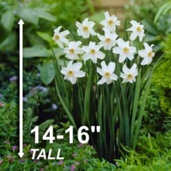 14/16 Cm, Pheasant's Eye Daffodil Flower Bulbs, White (Bag Of 100) -Garden State Bulb garden state bulb flower bulbs ecf 119 100 04 4f 1000