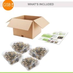 14/16 Cm, Pheasant's Eye Daffodil Flower Bulbs, White (Bag Of 100) -Garden State Bulb garden state bulb flower bulbs ecf 119 100 04 fa 1000