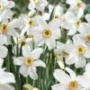 14/16cm, Pheasant's Eye Daffodil Flower Bulbs, White (Bag Of 25) 1 14/16cm, Pheasant's Eye Daffodil Flower Bulbs, White (Bag Of 25) -Garden State Bulb garden state bulb flower bulbs ecf 119 25 01 64 1000